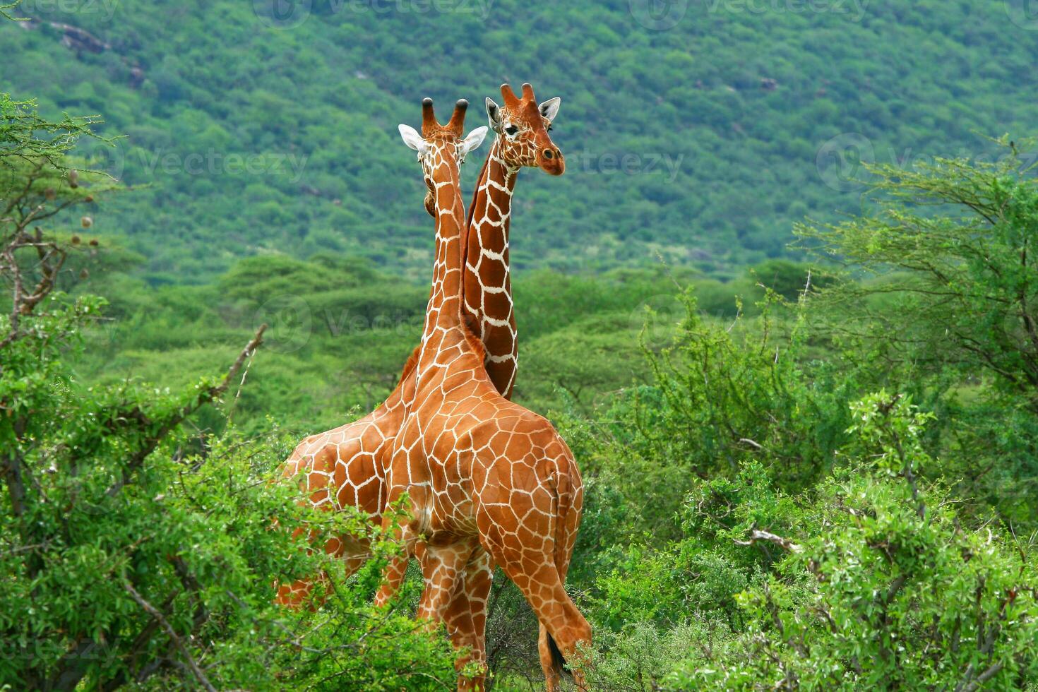 combattimento di Due giraffe foto