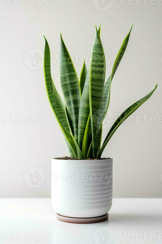foto di ornamentale pianta nel minimalista pentola come pianta della casa per casa decorazione isolato su bianca sfondo. generativo ai