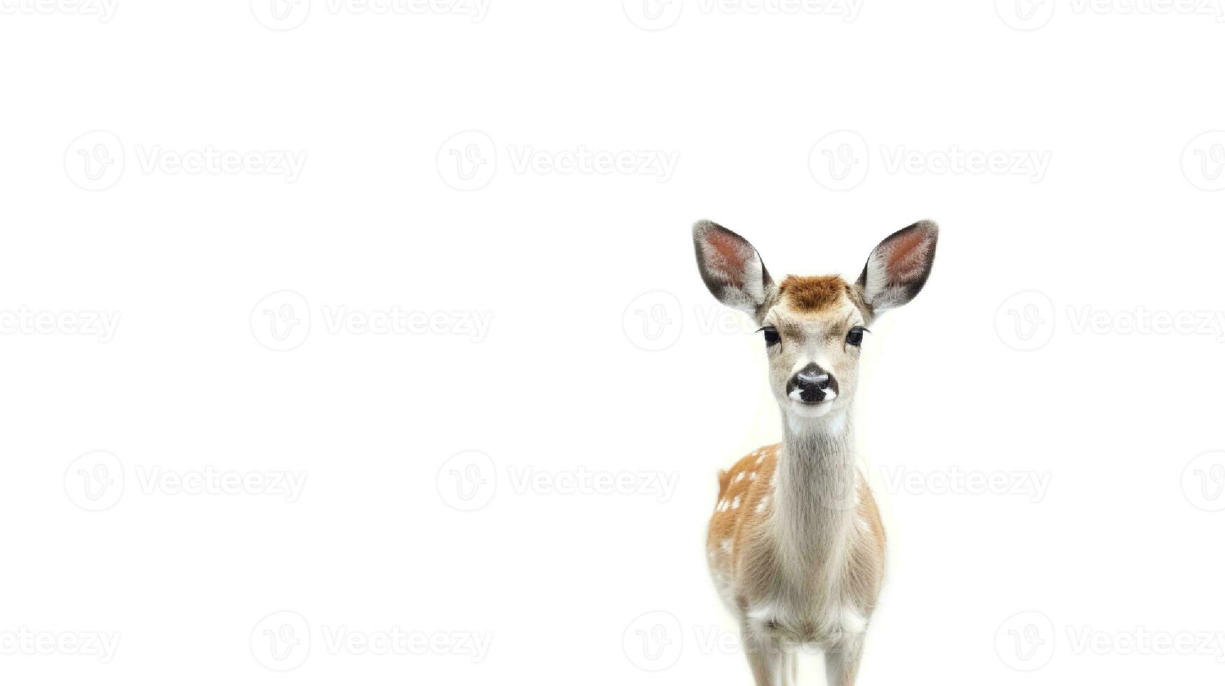 foto di un' cervo su bianca sfondo. generativo ai