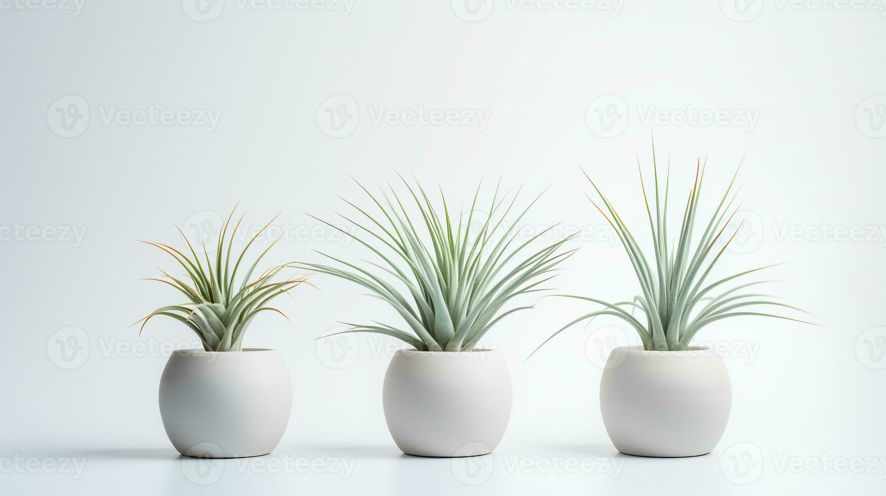foto di ornamentale impianti nel minimalista pentola come pianta della casa per casa decorazione isolato su bianca sfondo. generativo ai