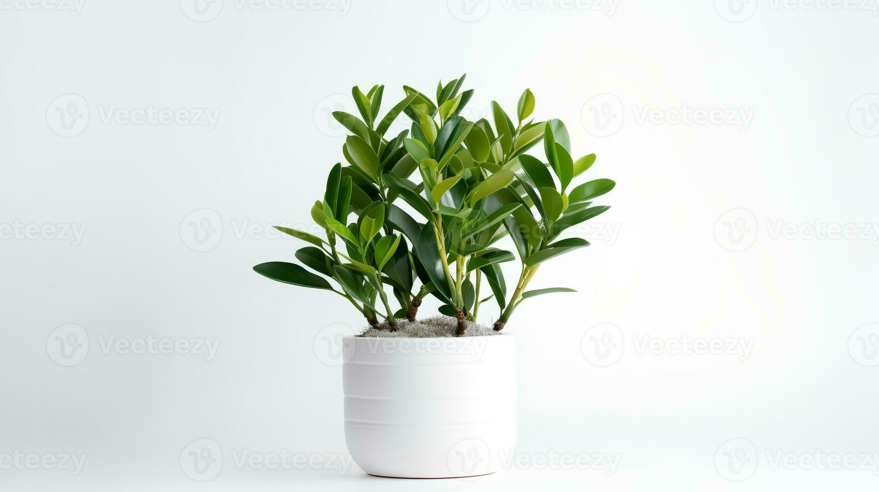 foto di zamioculcas zamiifolia nel minimalista pentola come pianta della casa per casa decorazione isolato su bianca sfondo. generativo ai