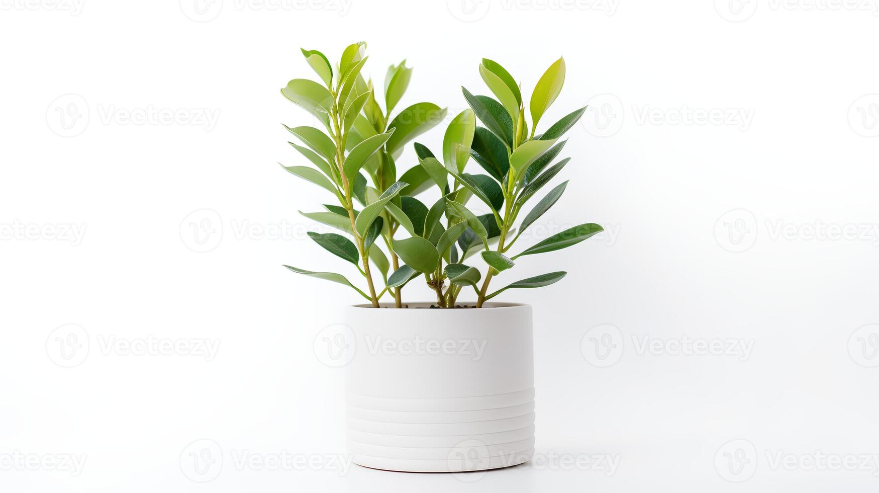 foto di zamioculcas zamiifolia nel minimalista pentola come pianta della casa per casa decorazione isolato su bianca sfondo. generativo ai