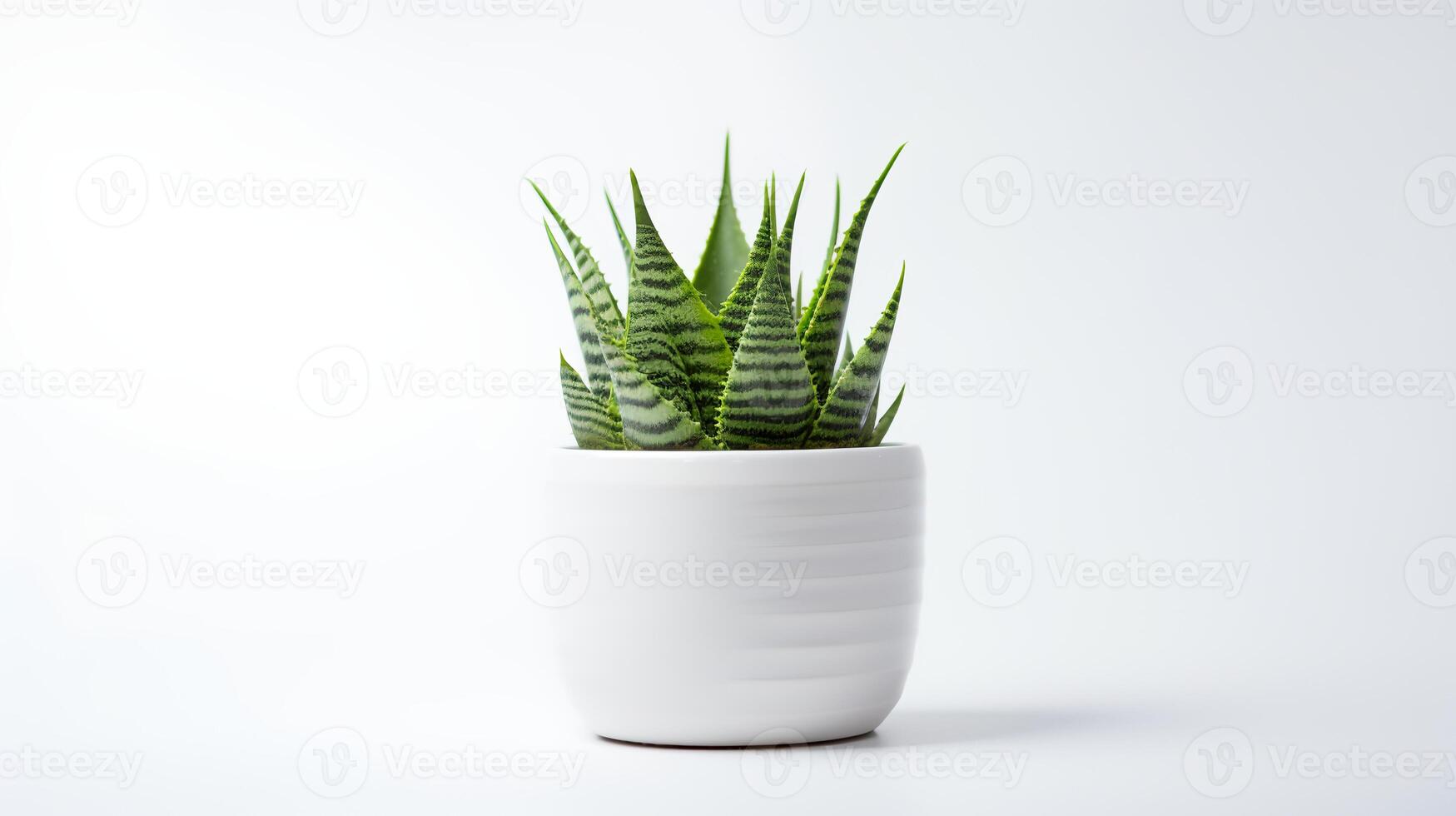 foto di haworthia nel minimalista pentola come pianta della casa per casa decorazione isolato su bianca sfondo. generativo ai