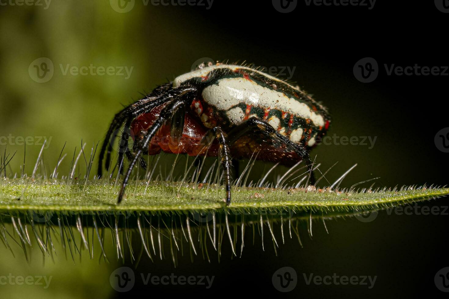 ragno orbweaver tipico adulto foto