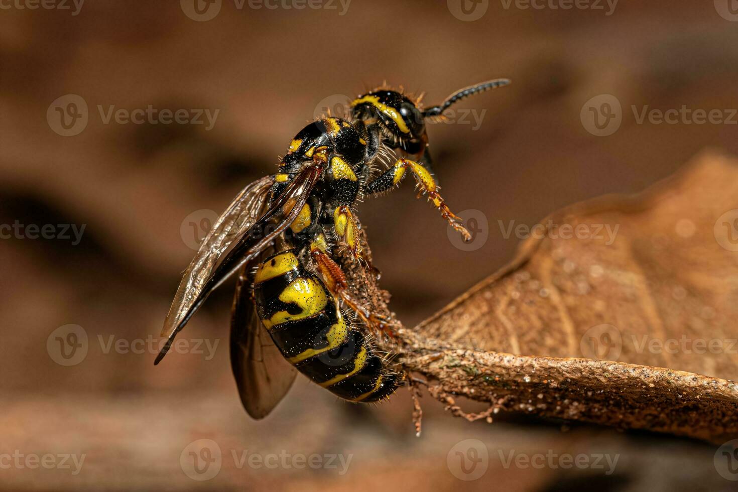vespa tinnide fasciata del nuovo mondo adulta foto