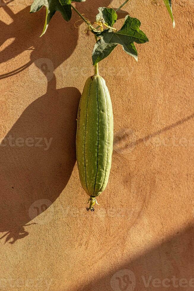 spugna zucca pianta frutta foto