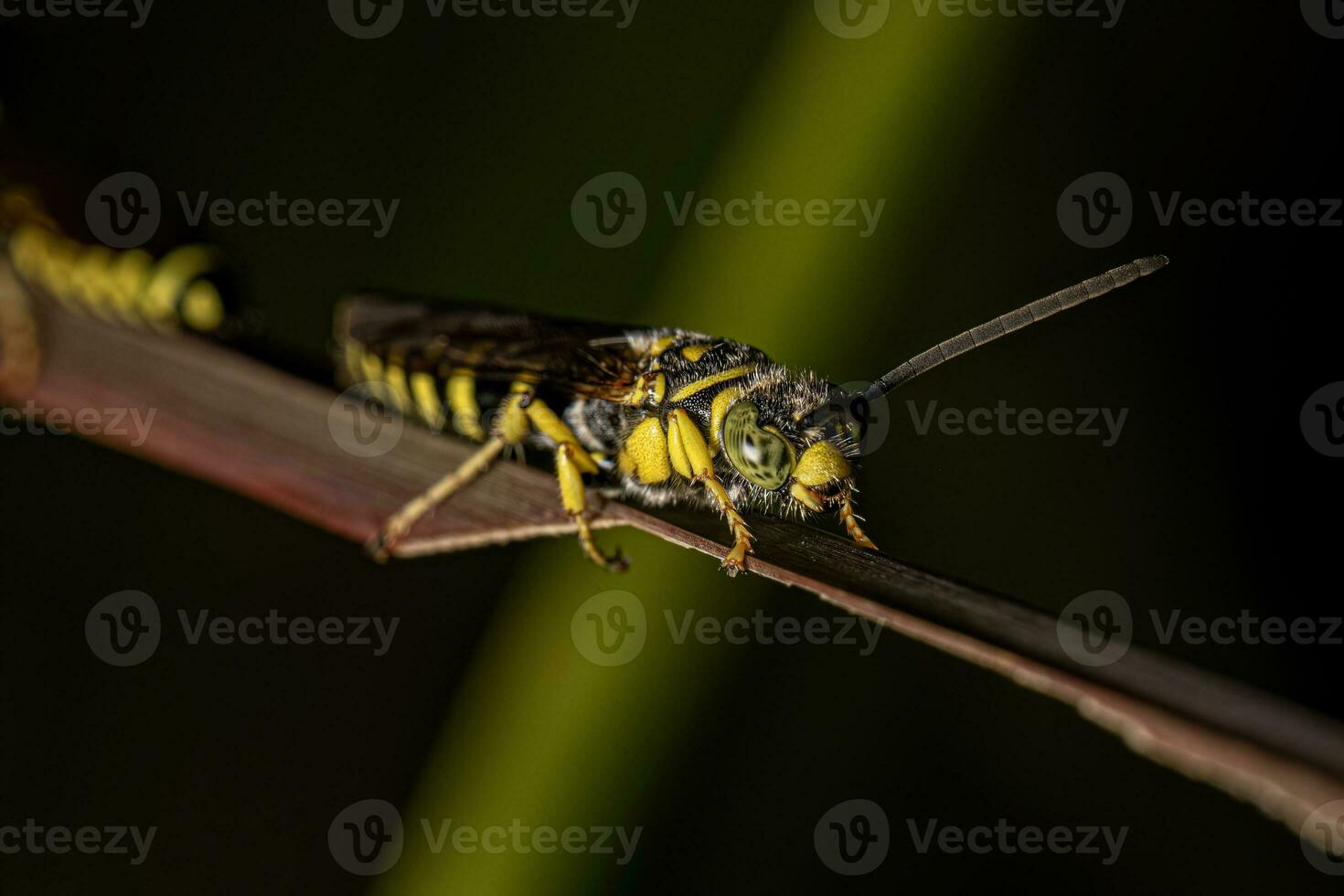 vespa tinnide fasciata del nuovo mondo adulta foto