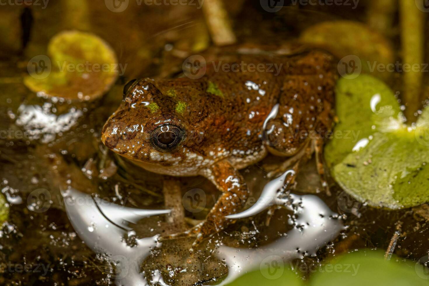 piccolo meridionale rana foto