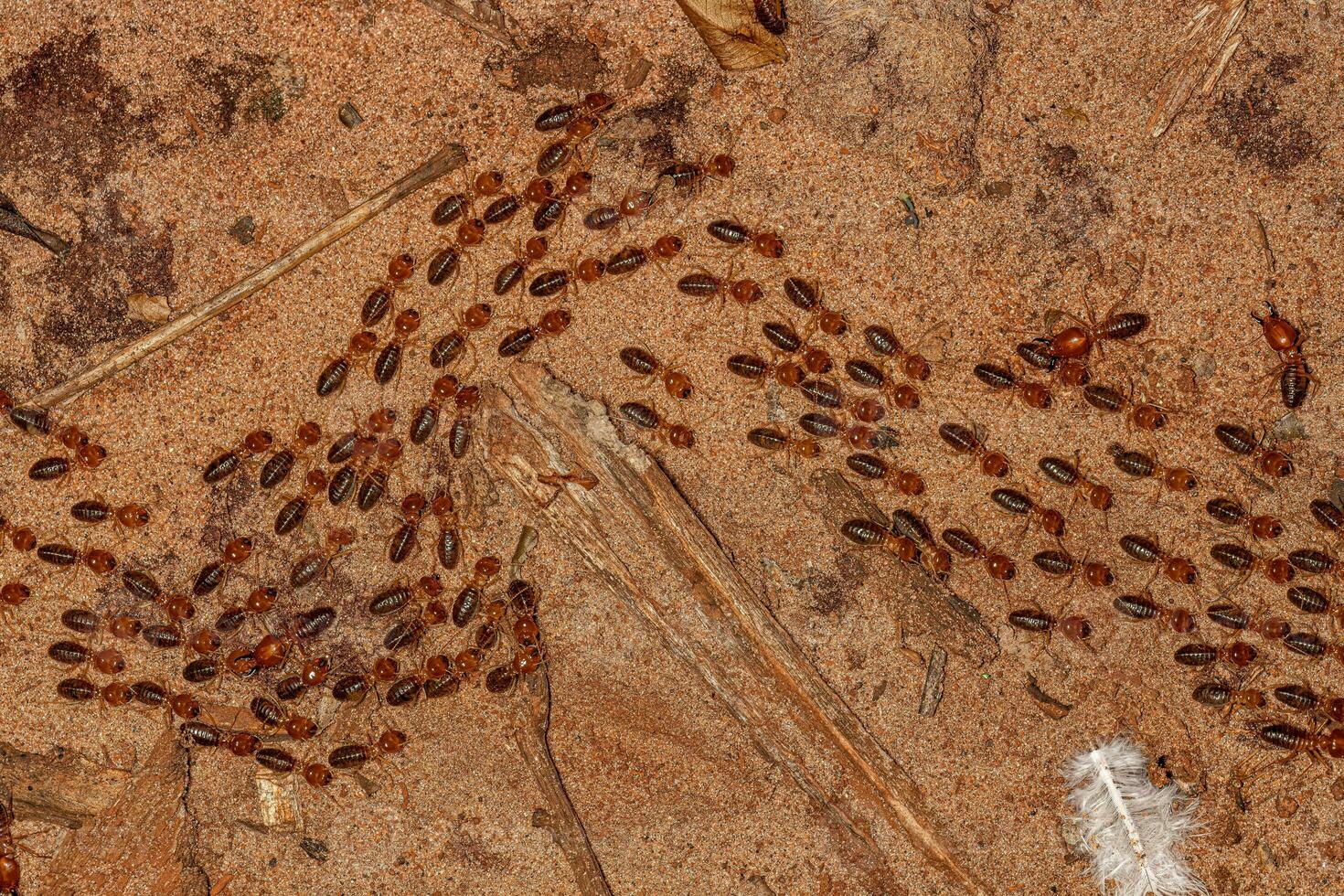 termite dalle fauci adulte foto