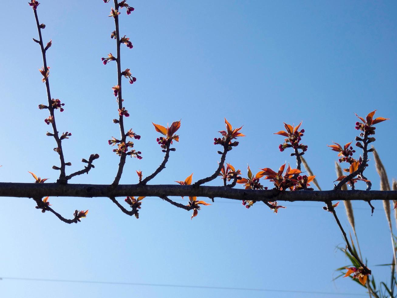 fiori ed erbe selvatiche foto