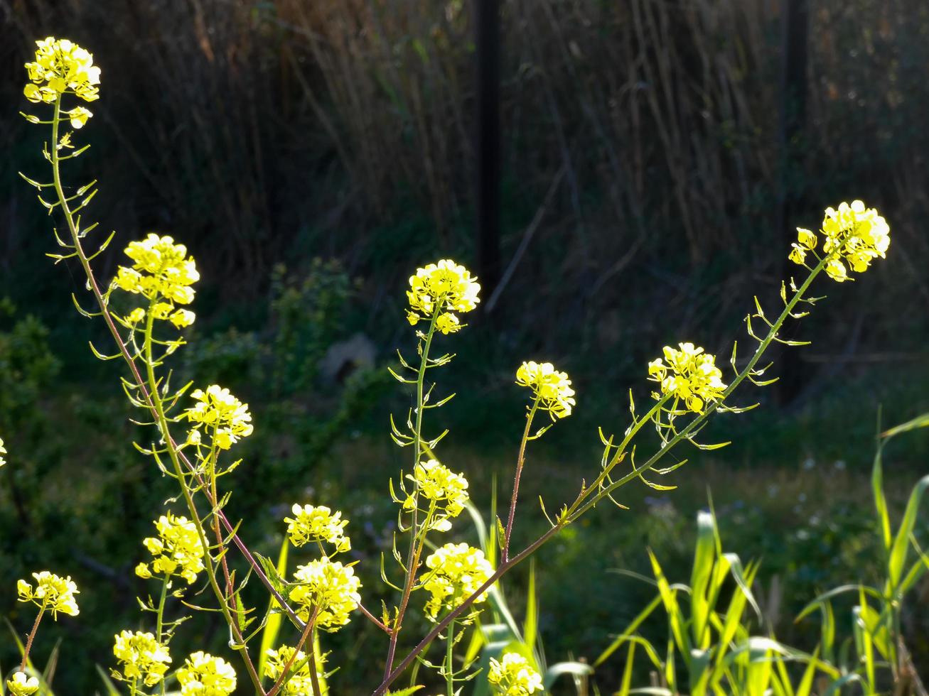 fiori ed erbe selvatiche foto