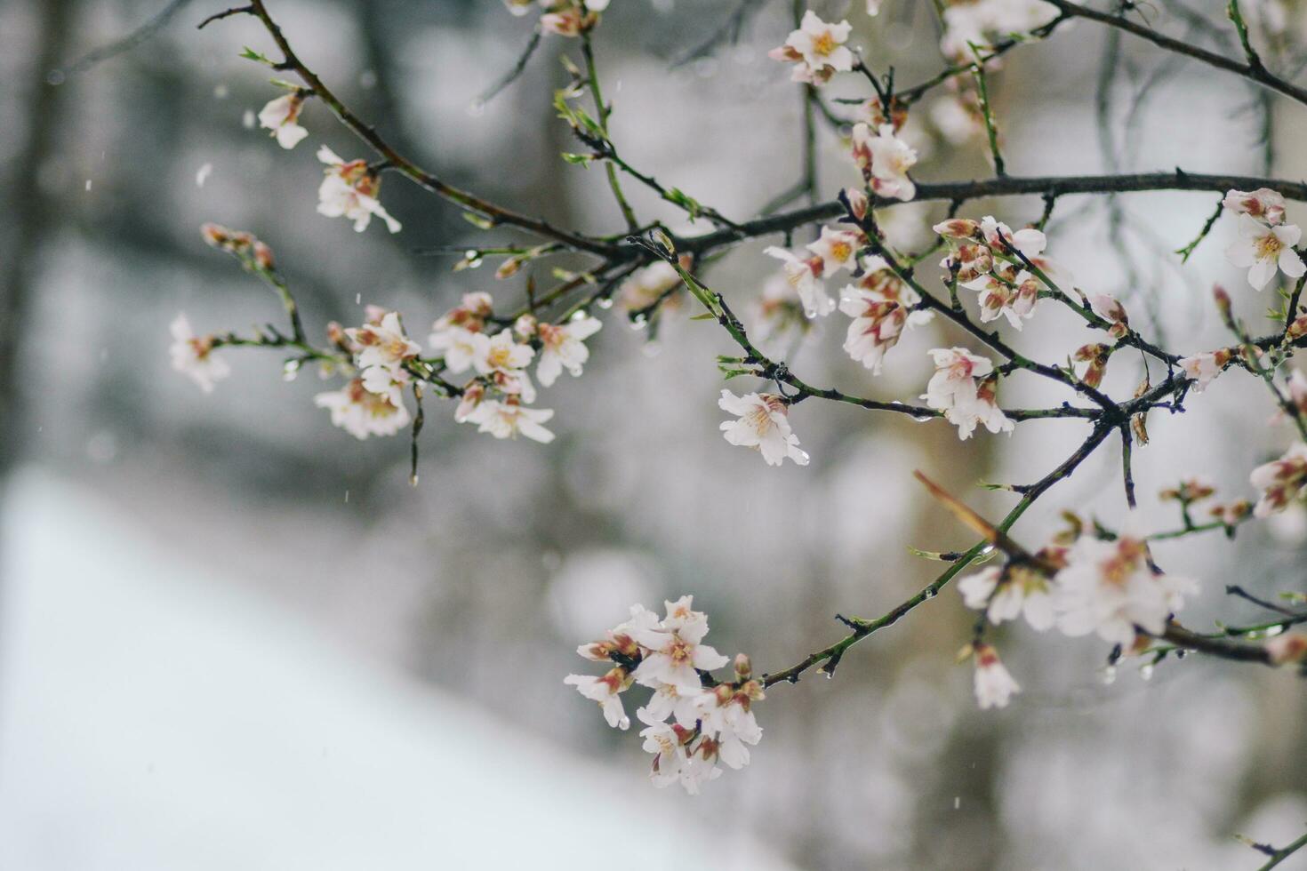 vicino su di neve su il fiori- nevicando su il alberi foto