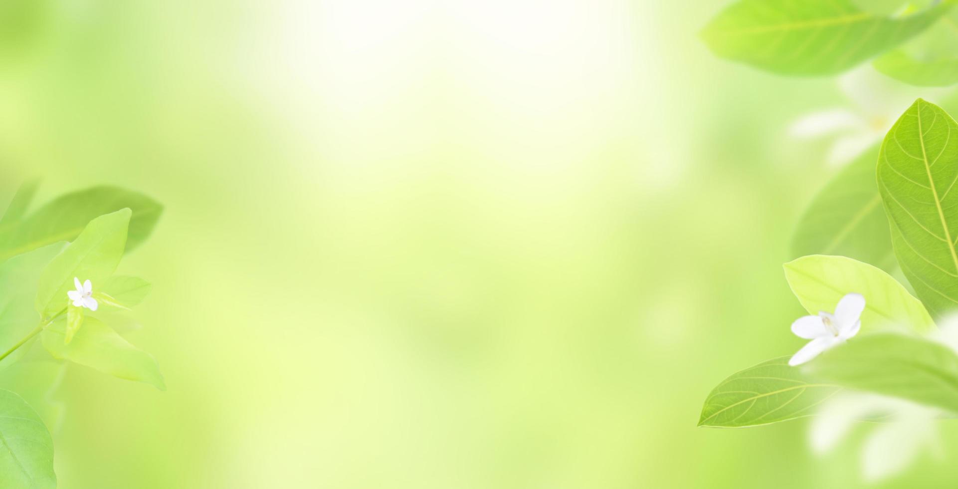 natura di foglia verde fresca su sfondo verde sfocato e sole con spazio copia per testo, pianta verde naturale per ecologia ambientale e concetto fresco, utilizzando come sfondo pagina di copertina e carta da parati foto