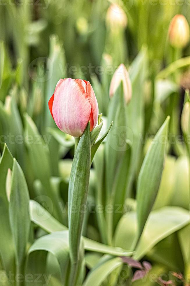 tulipano rosa su un letto di fiori in giardino. primavera. fioritura. foto