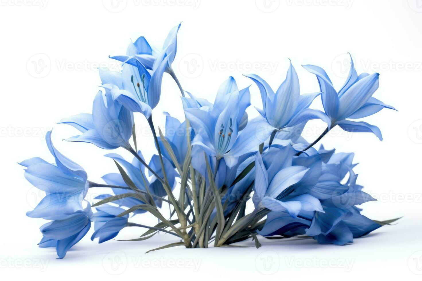 fiori blu su sfondo bianco foto
