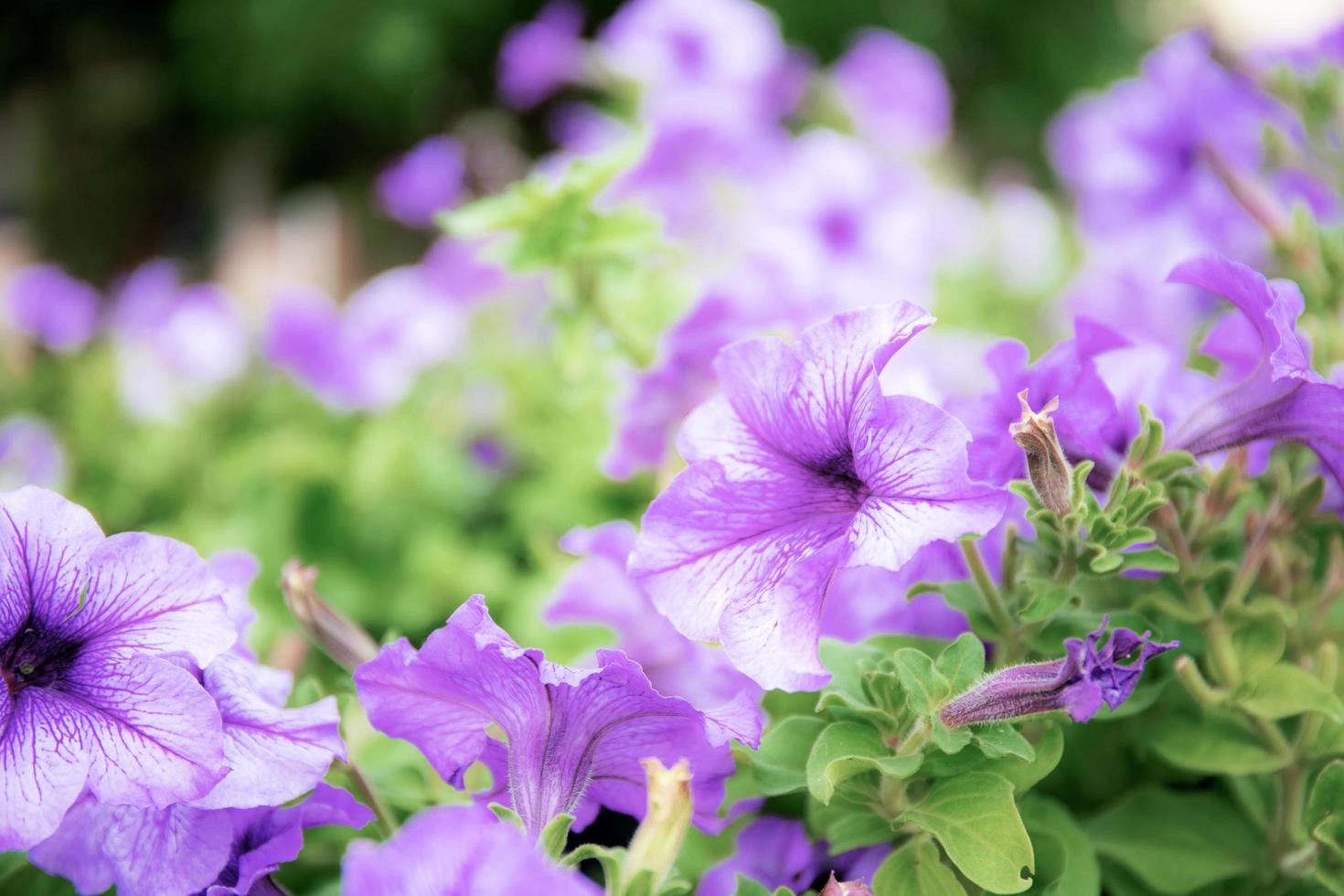 fiore viola con bella. foto