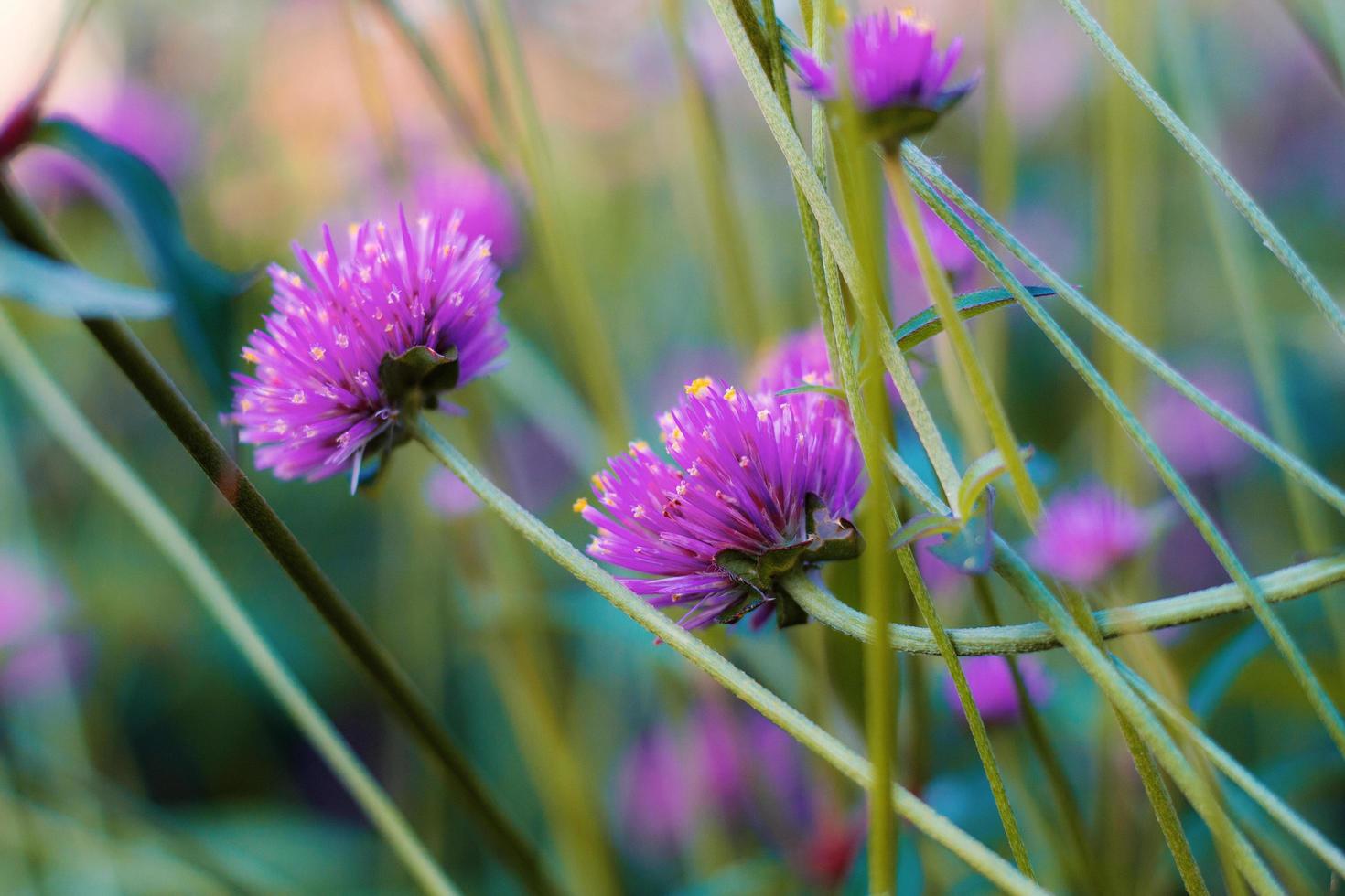 fiori viola nel parco. foto