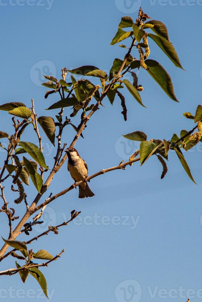 passero sulla pianta foto