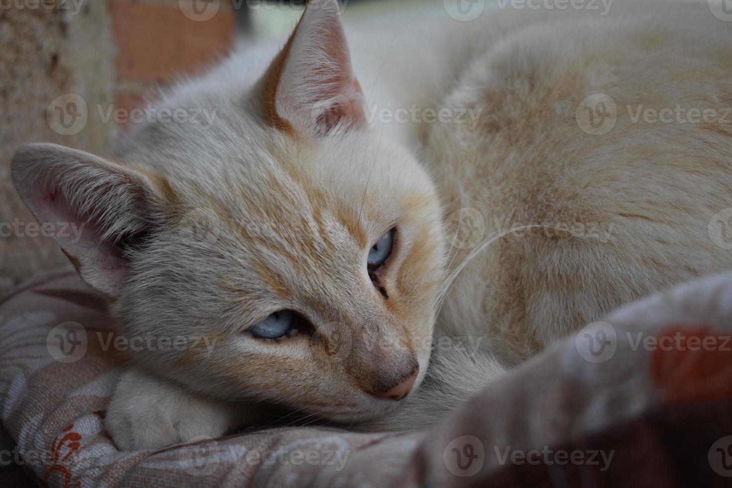 il ritratto del gatto foto