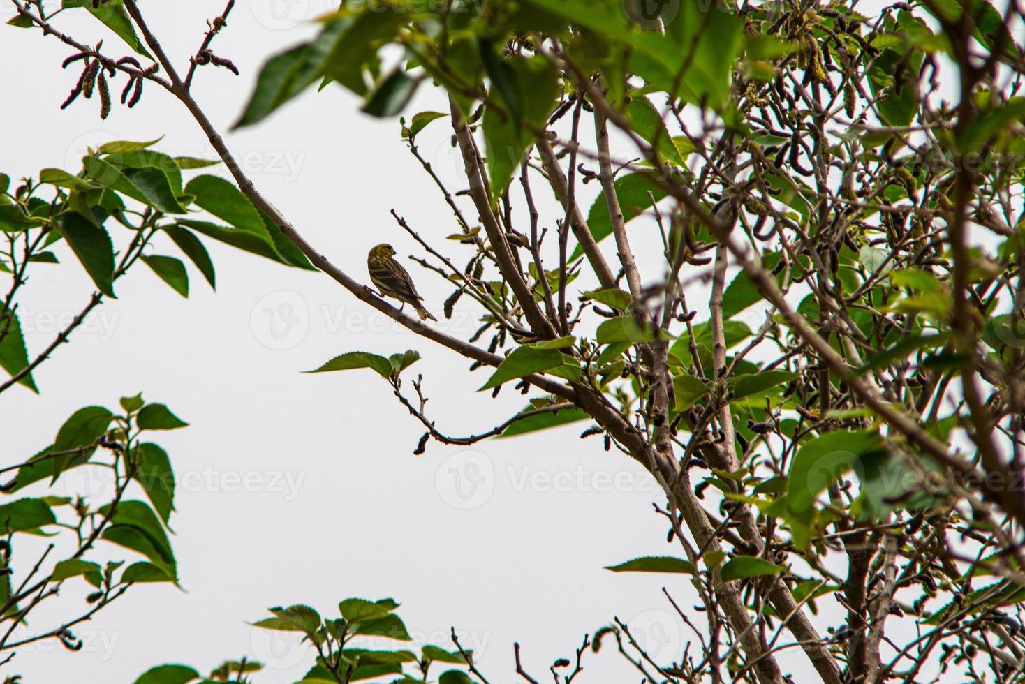 uccello verdone in cerca di cibo foto