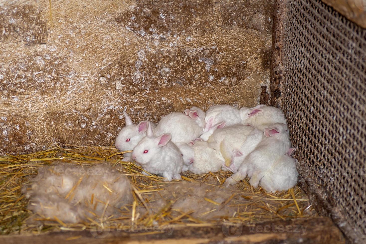 piccoli coniglietti bianchi con gli occhi rossi foto