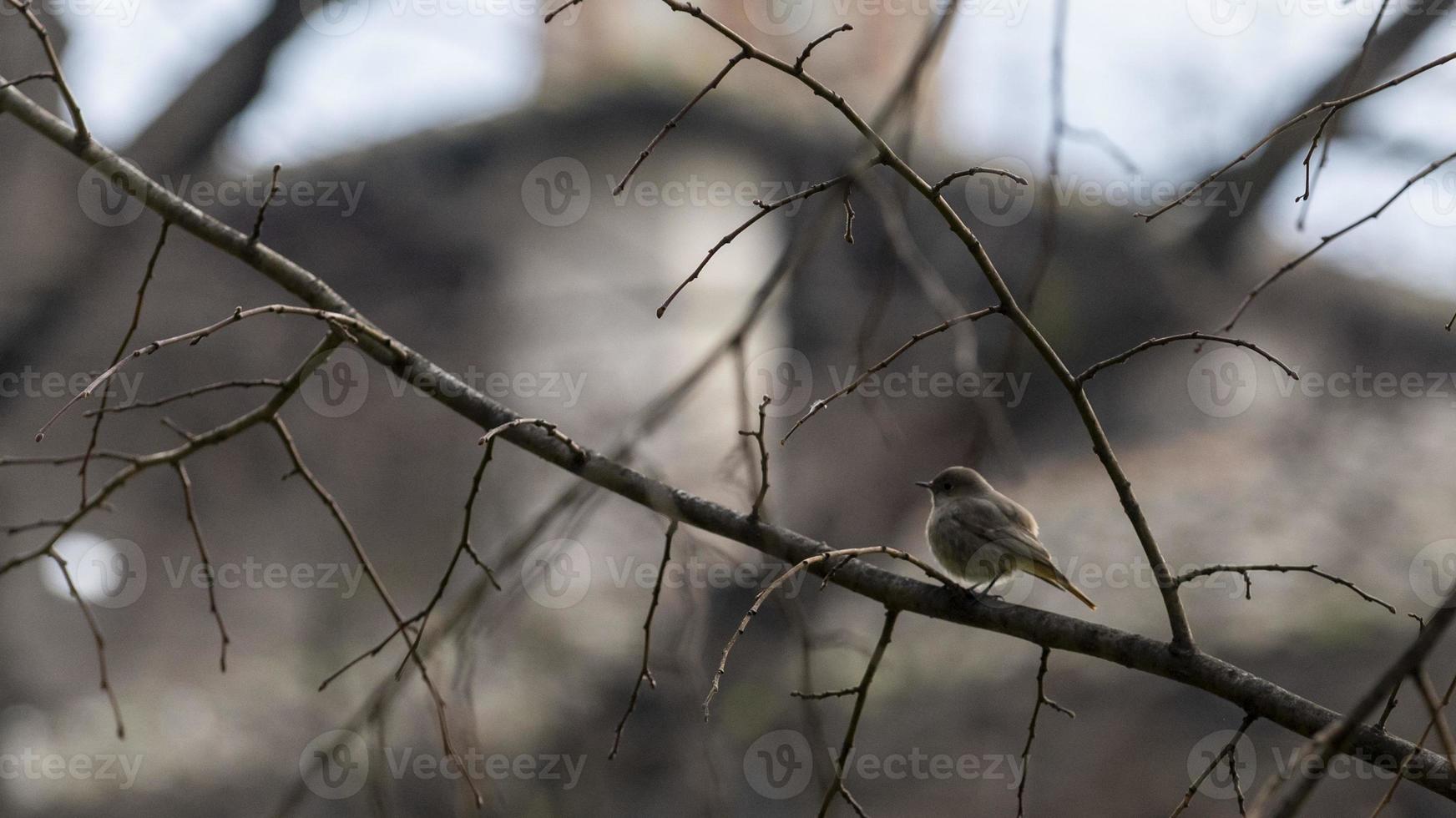 passero tra i rami secchi di un albero foto