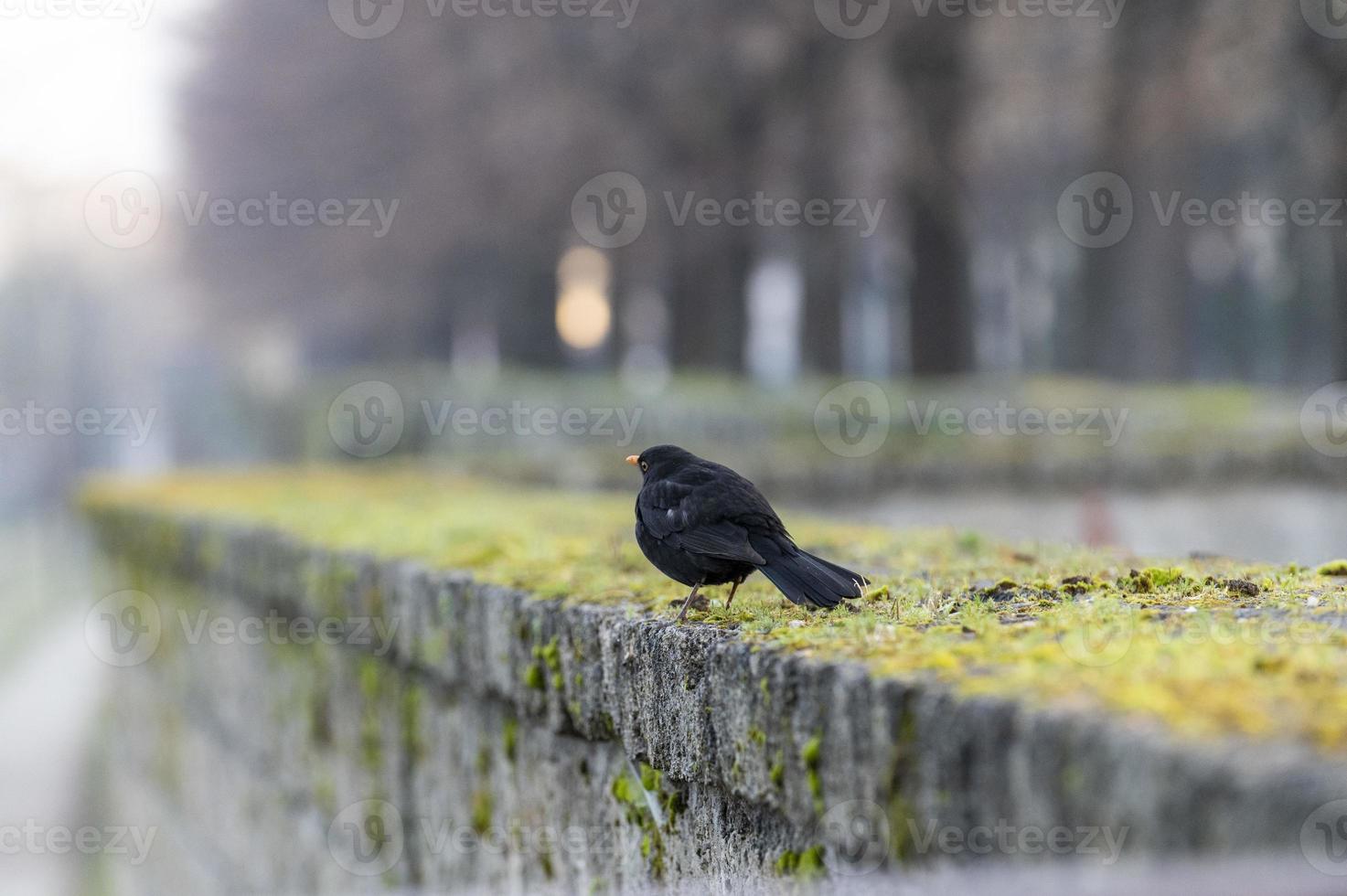 l'uccello merlo foto