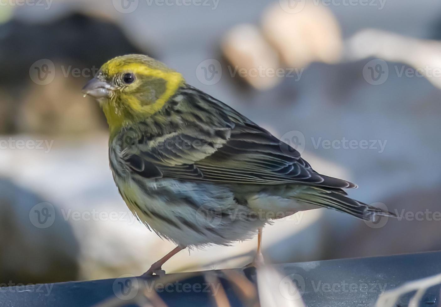 verzellino in posa per cercare cibo foto