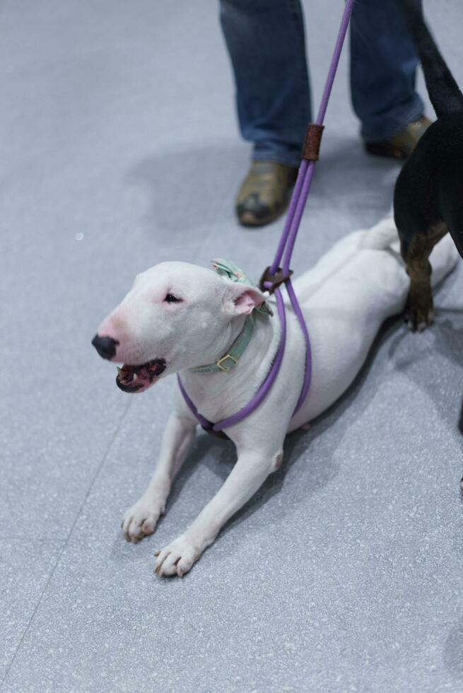 Toro terrier cane con cane guinzaglio su il pavimento nel il animale domestico expo con persone piedi foto