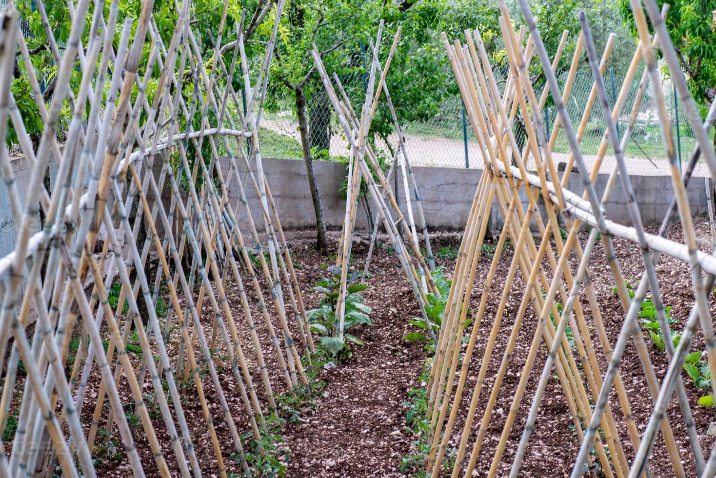 pianta di pomodori in crescita foto