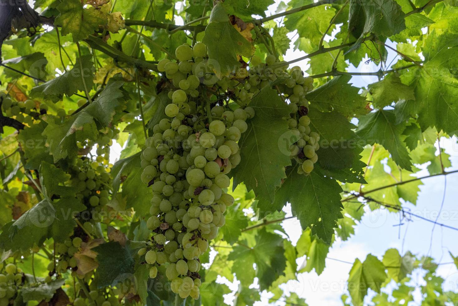 grappoli d'uva bianca da tavola foto