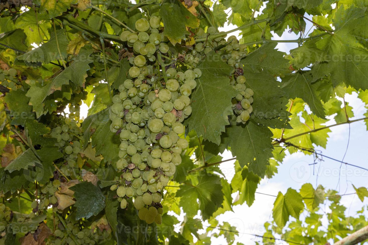 grappoli d'uva bianca da tavola foto