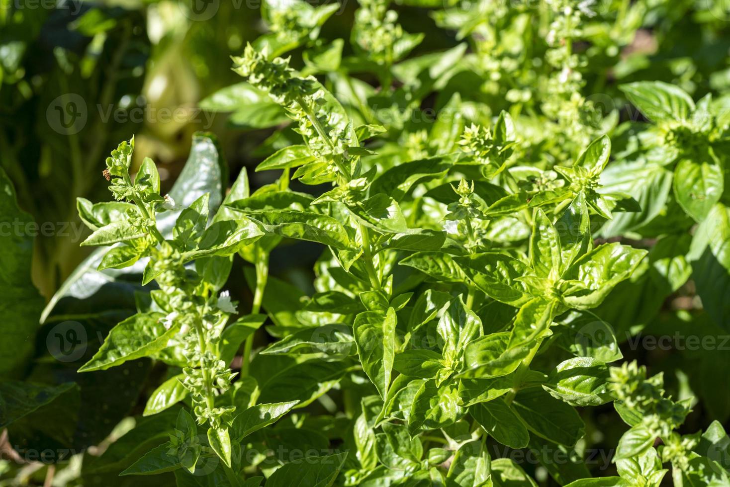 pianta di basilico di colore verde foto