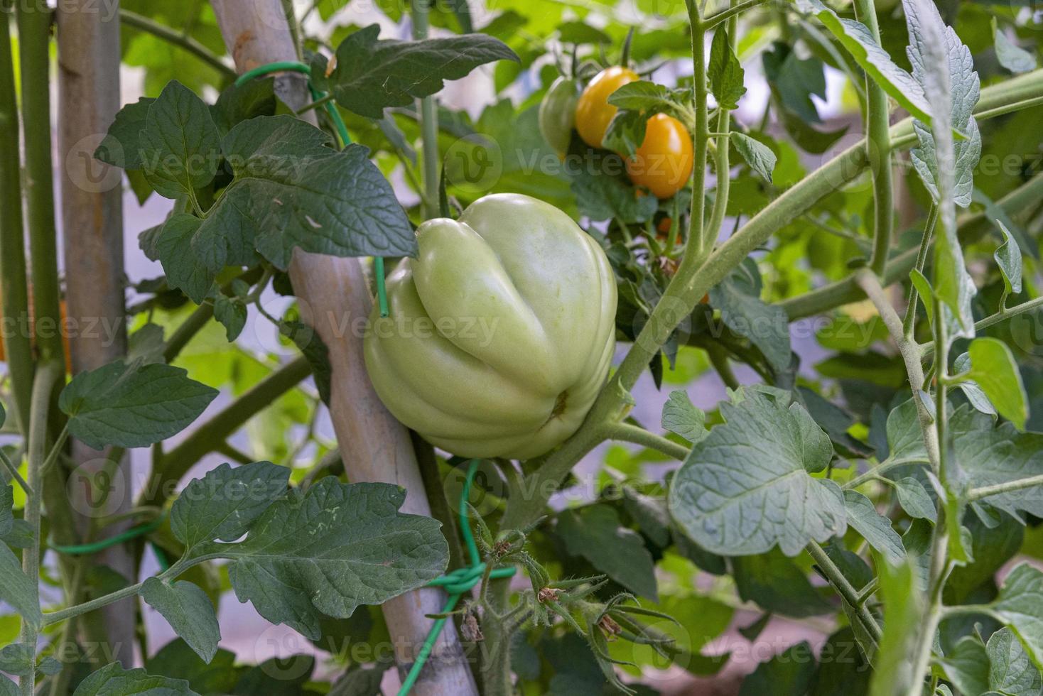 pomodori per uso alimentare durante la crescita foto