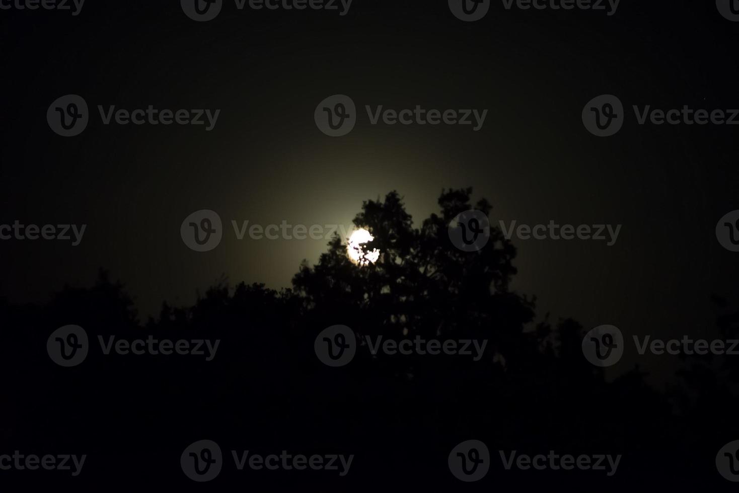 luna piena che sorge dalle piante foto