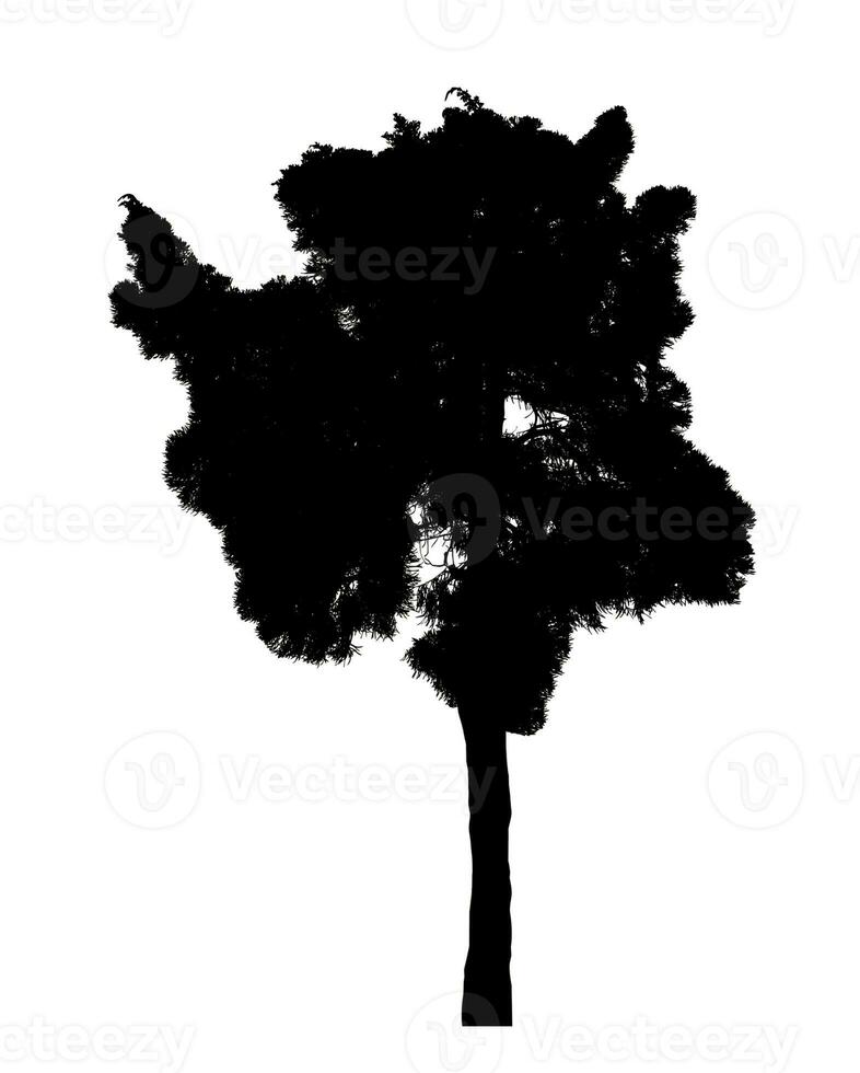 silhouette albero spazzola design su bianca sfondo, illustrazioni spazzola spazzola a partire dal vero albero con ritaglio sentiero e alfa canale foto