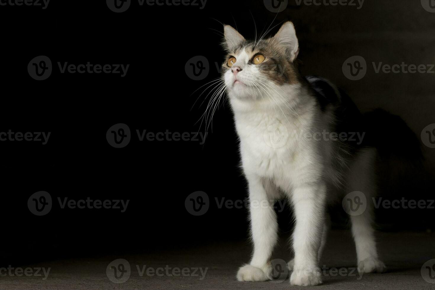 domestico gatto avvicinamento fotografia isolato su buio sfondo. foto