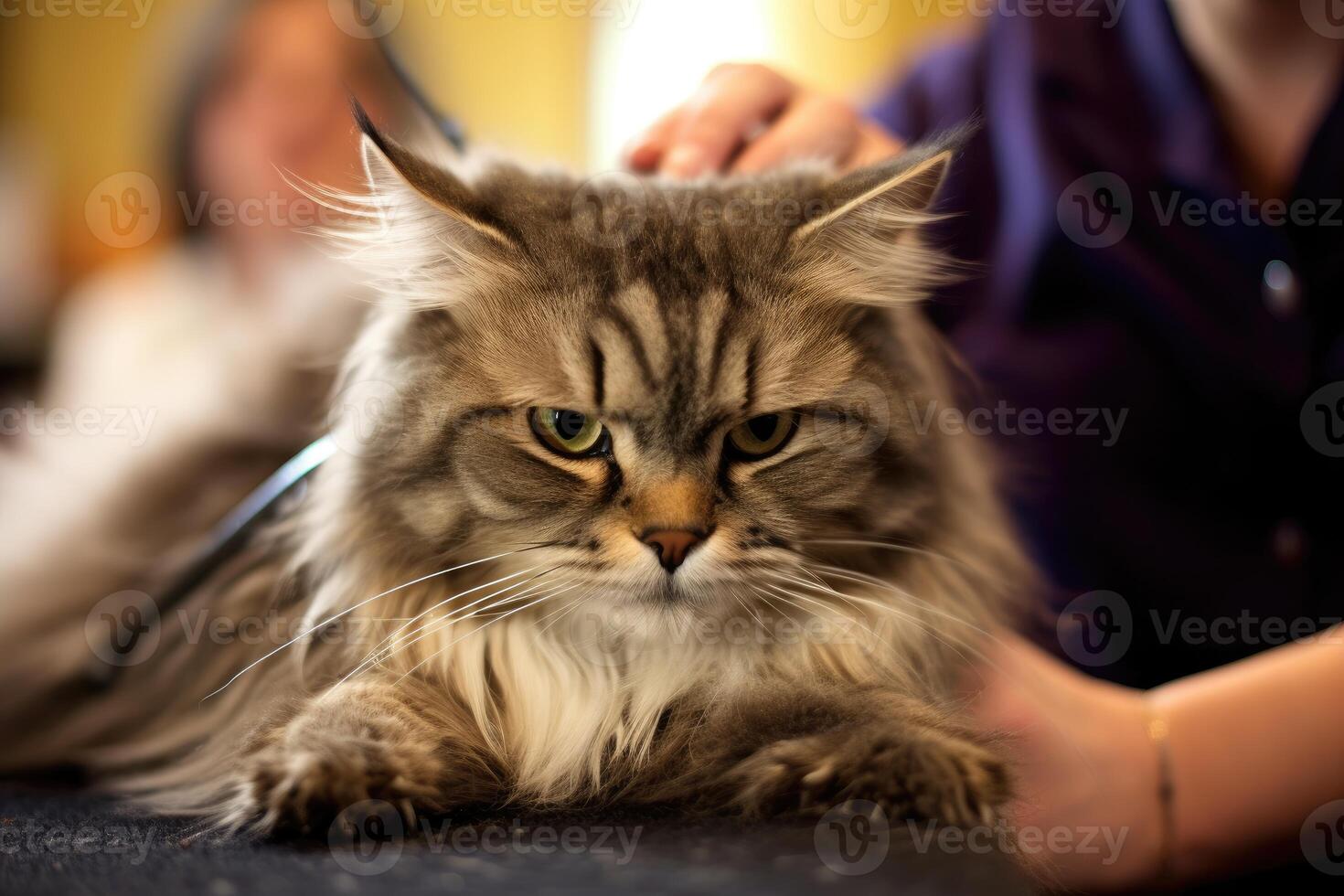 il gioia e rilassamento di un' coccolati gatto come un' toelettatore delicatamente spazzole suo pelliccia a un' governare salone. generativo ai foto