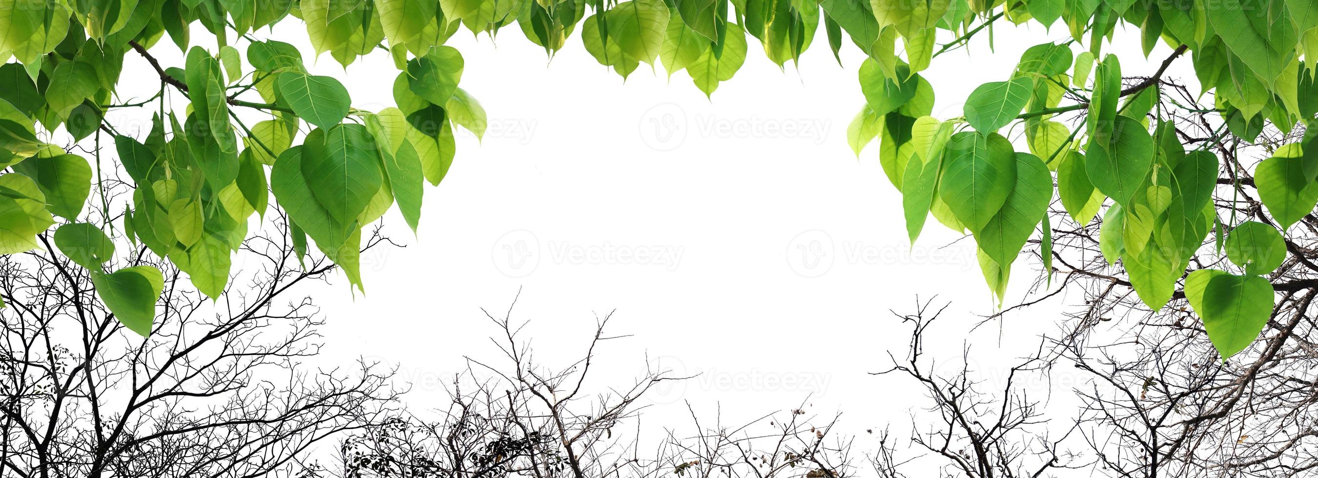 bodhi albero foglia verde isolato su sfondo bianco. foto