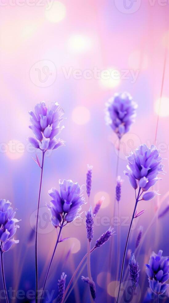 lavanda campo sfondo foto