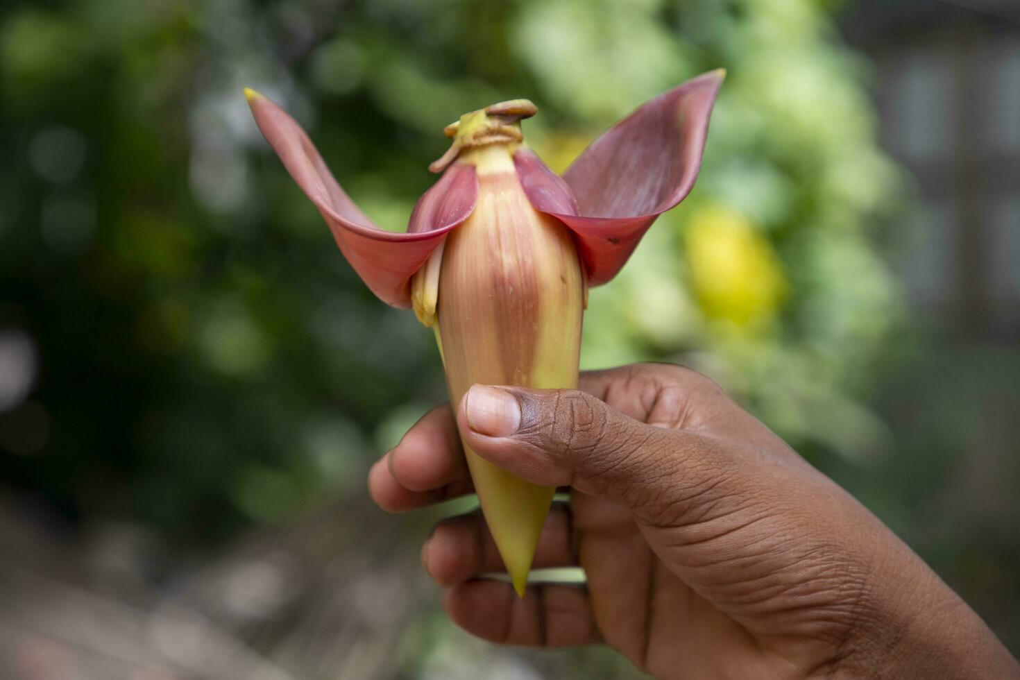 Banana fiore nel mano, bangladesh. scientifico nome musa acuta foto