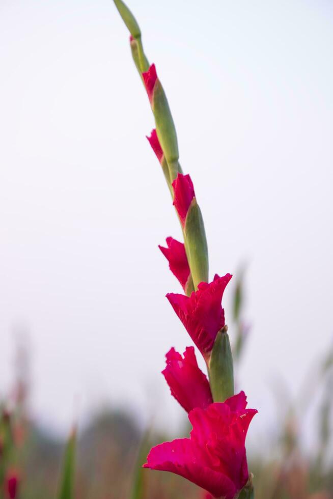 bellissimo rosa gladiolo fiori nel il campo. selettivo messa a fuoco foto