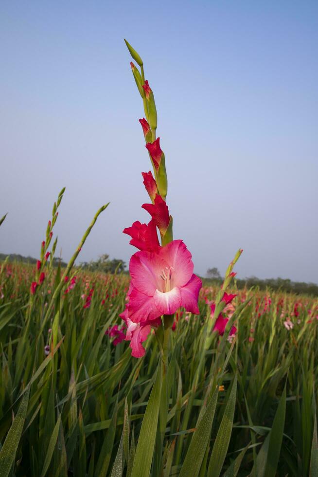 bellissimo rosa gladiolo fiori nel il campo. selettivo messa a fuoco foto