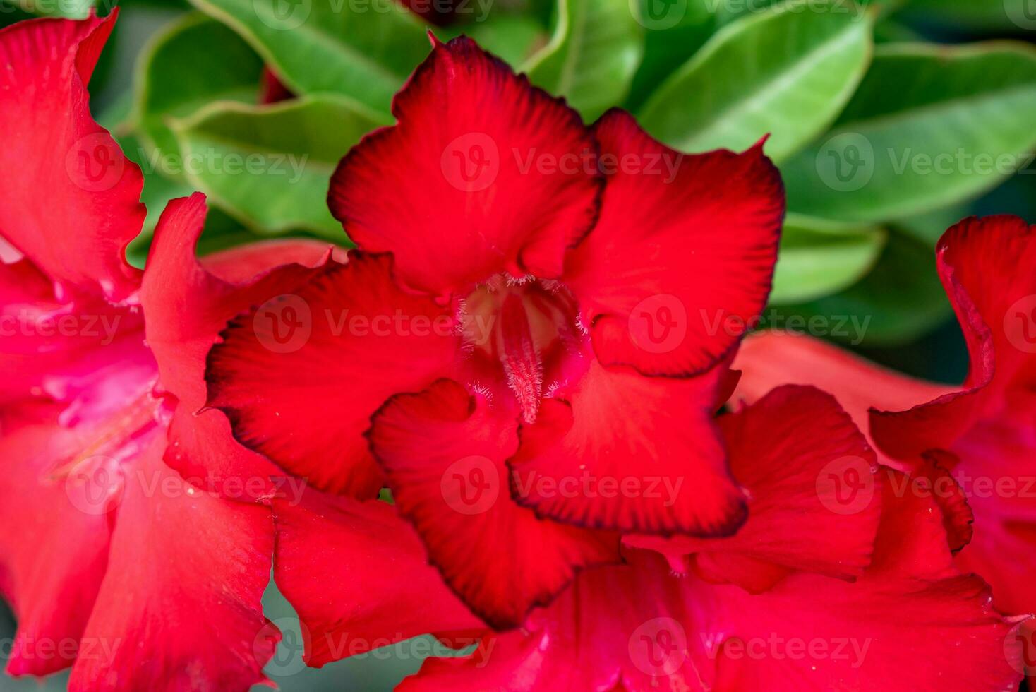 Adenium o deserto rosa fiori fioritura nel il giardino foto