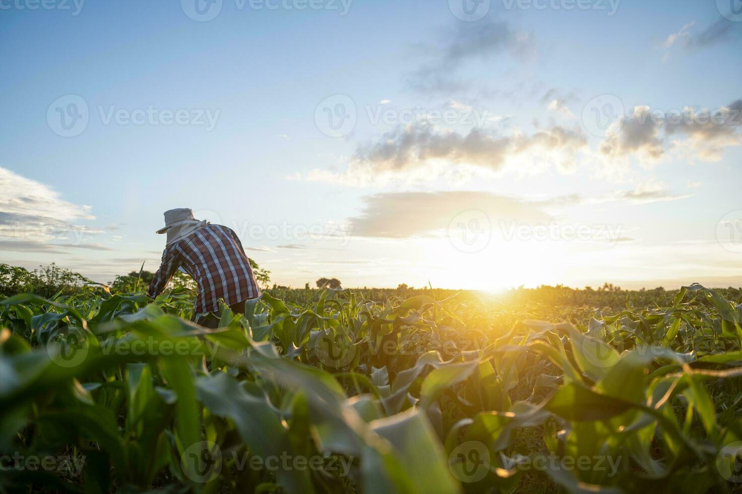 agricoltura analizzando Mais Ritaglia dati con tavoletta e tramonto leggero tecnologia linking Mais terreni agricoli dati per Internet foto