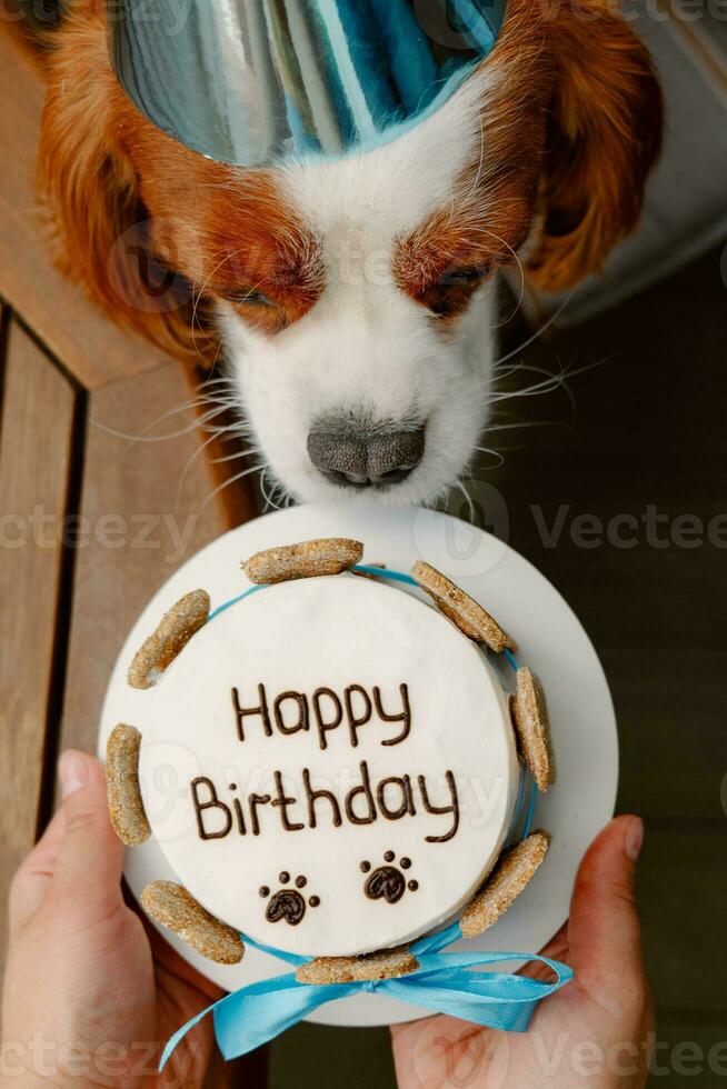 cani compleanno festa. torta per animale domestico fatto di biscotti nel forma di carne ossa. carino cane indossare festa cappello a tavolo con delizioso compleanno torta foto