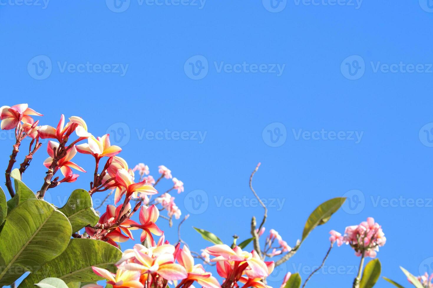 rosa e bianca plumeria fiori o frangipani fioritura su ramo e luminosa blu cielo sfondo. foto