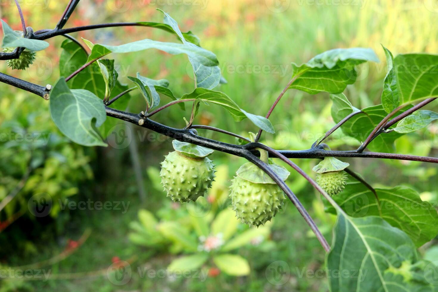 giovane verde frutta di spina Mela su rosso Marrone ramo e le foglie nel natura. un altro nome è diavolo tromba, di angelo tromba, l'inferno campana, bava spinosa, fiore di Luna, diavolo erbacce, jamestown erbacce. foto