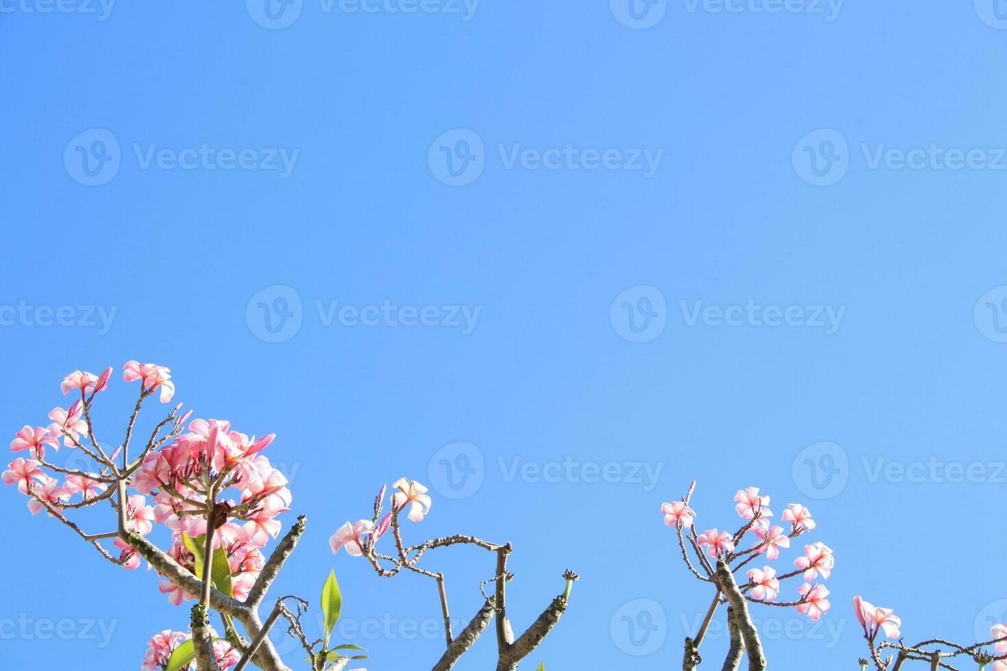 rosa e bianca frangipani o plumeria fiori fioritura su ramo e ramoscelli a parte inferiore con chiaro leggero blu cielo sfondo. foto