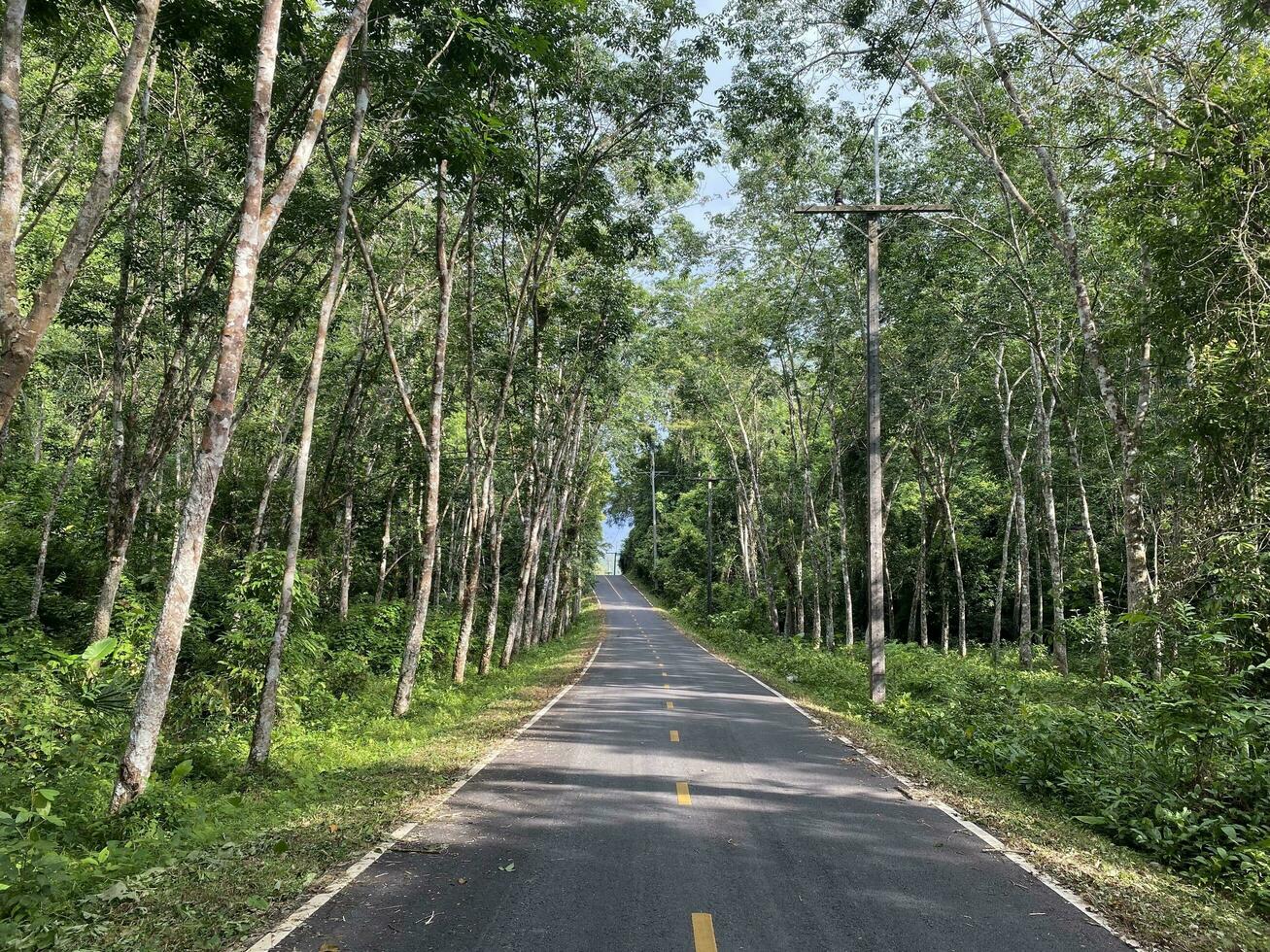 strada asfalto nel il foresta natura campagna di Tailandia, strada ambiente alto voltaggio elettrico pol. albero giungla viaggio verde paesaggio. strada modo autostrada concetto Visualizza viaggio isola naturale. foto